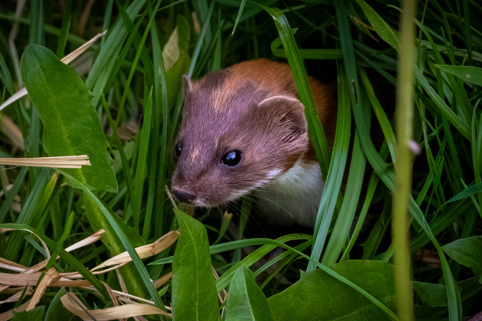 Small brown animal with a white chest peering through long grass