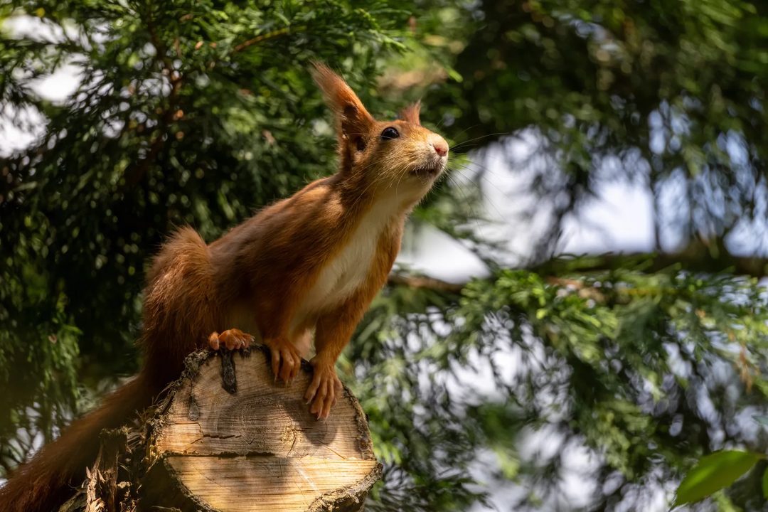 Red squirrel perched on a tree stump among branches