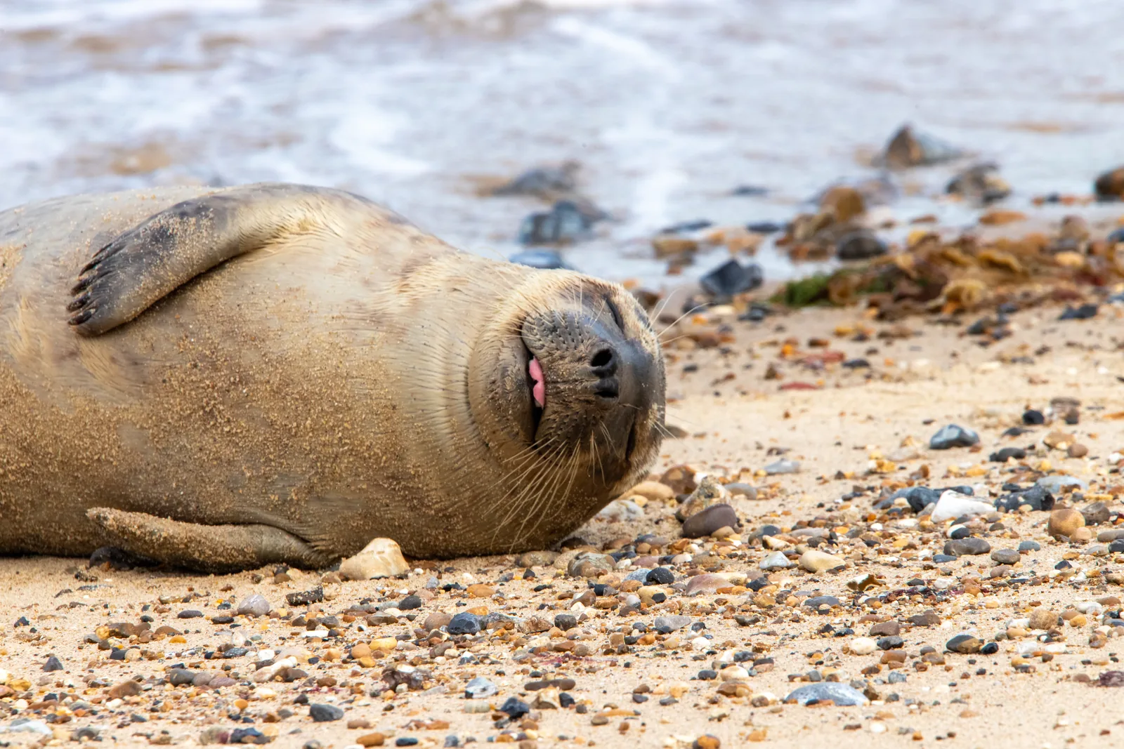 Seal resting on a pebble beach
